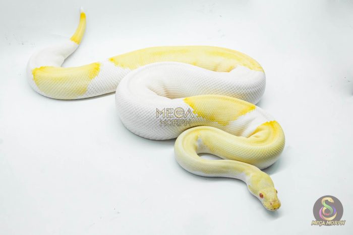 5109 0.1 ALBINO PIEBALD MOJAVE (Proven breeder) - Image 2