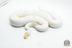5110 1.0 ALBINO PIEBALD PINTO
