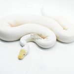 5110 1.0 ALBINO PIEBALD PINTO
