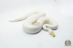 5110 1.0 ALBINO PIEBALD PINTO - Image 2