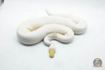 5110 1.0 ALBINO PIEBALD PINTO - Image 3