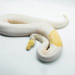 5111 0.1 ALBINO PIEBALD PINTO