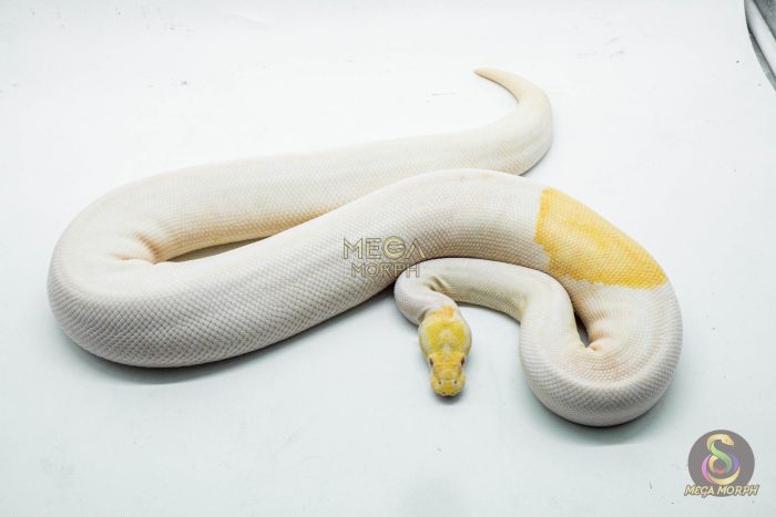 5111-2-1.jpg 5111 0.1 ALBINO PIEBALD PINTO - Image 2