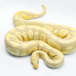 5123 0.1 CANDY MAHOGANY