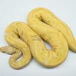 5128 1.0 BANANA PASTEL CLOWN