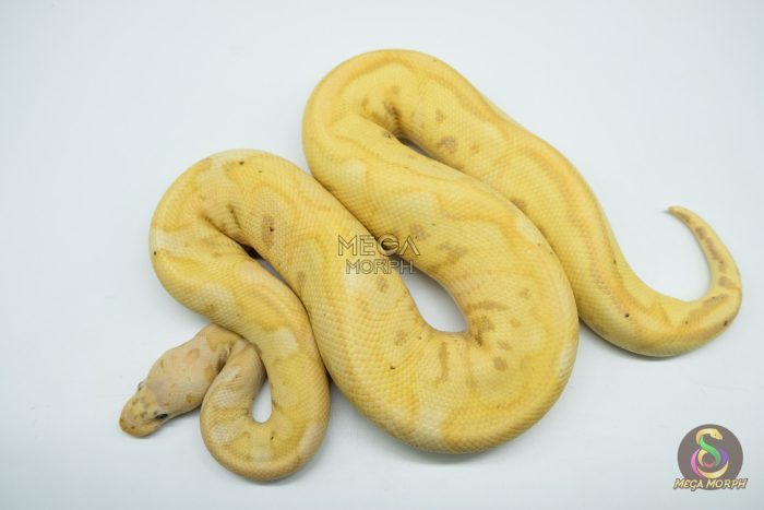 5128 1.0 BANANA PASTEL CLOWN - Image 2