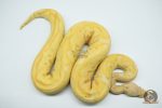 5128 1.0 BANANA PASTEL CLOWN - Image 3