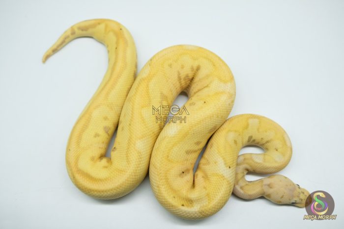 5128 1.0 BANANA PASTEL CLOWN - Image 3