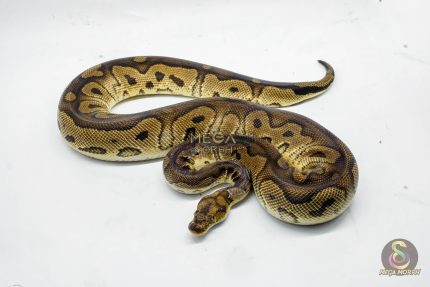 5132 0.1 CLOWN HET PIEBALD