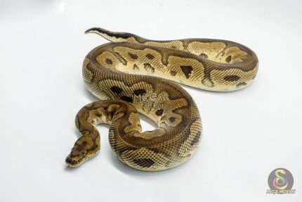 5134 1.0 CLOWN HET PIEBALD