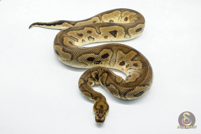 5134 1.0 CLOWN HET PIEBALD - Image 2