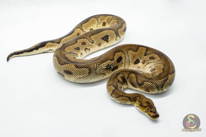 5134 1.0 CLOWN HET PIEBALD - Image 3