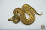 5139 1.0 CLOWN PASTEL HET PIEBALD