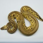 5139 1.0 CLOWN PASTEL HET PIEBALD