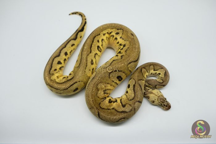 5139 1.0 CLOWN PASTEL HET PIEBALD - Image 2