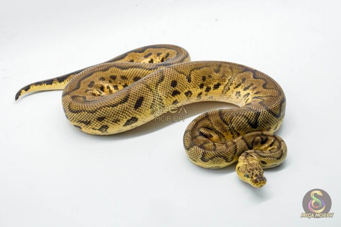 5140 1.0 CLOWN PASTEL HET PIEBALD - Image 2