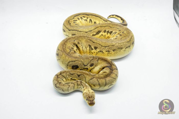5141 0.1 CLOWN PASTEL HET PIEBALD - Image 2