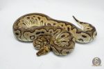 5142 0.1 CLOWN PASTEL HET PIEBALD