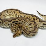 5142 0.1 CLOWN PASTEL HET PIEBALD