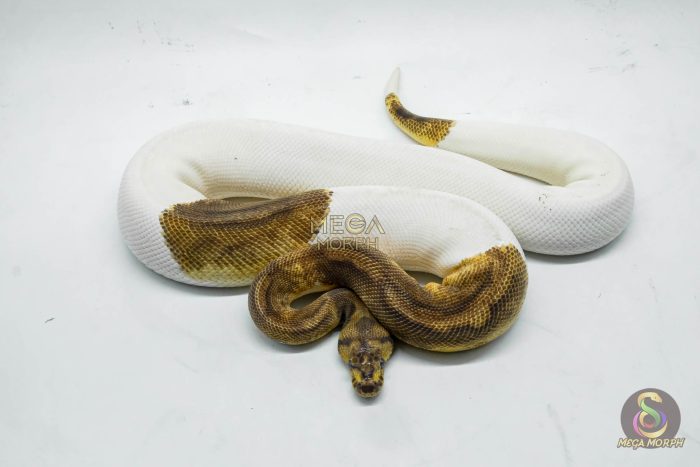 5143-2-1.jpg 5143 0.1 CLOWN PIEBALD - Image 2