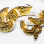 5144 0.1 CLOWN PIEBALD