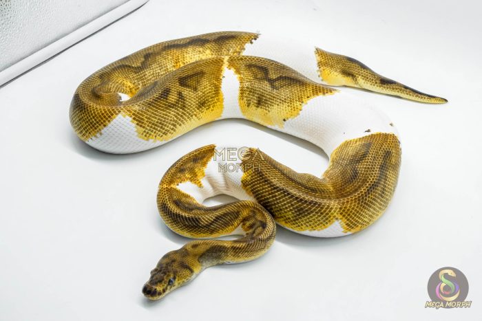 5144 0.1 CLOWN PIEBALD - Image 2