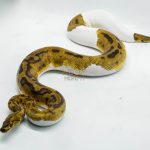5146 0.1 CLOWN PIEBALD