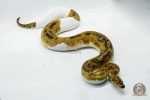 5146 0.1 CLOWN PIEBALD - Image 2