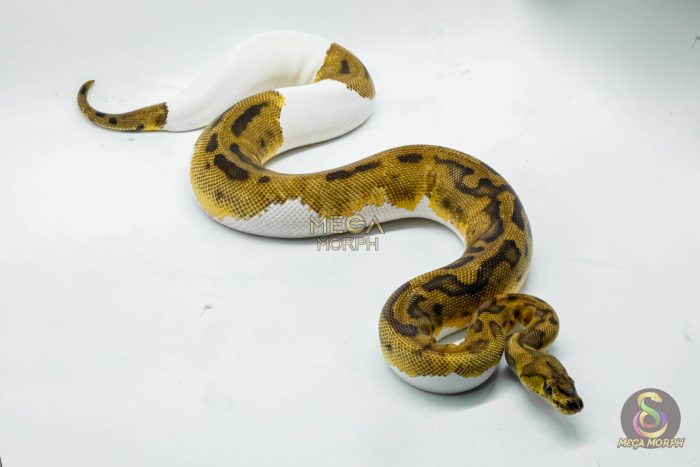 5146-2-1.jpg 5146 0.1 CLOWN PIEBALD - Image 2