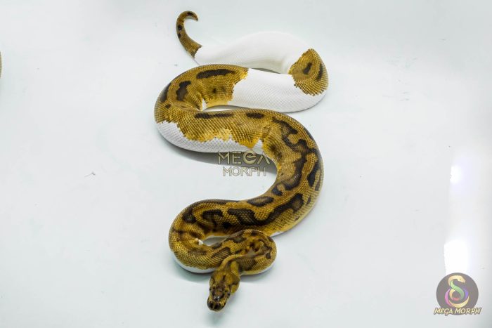 5146-3-1.jpg 5146 0.1 CLOWN PIEBALD - Image 3