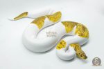 5148 1.0 CLOWN PIEBALD PASTEL - Image 2