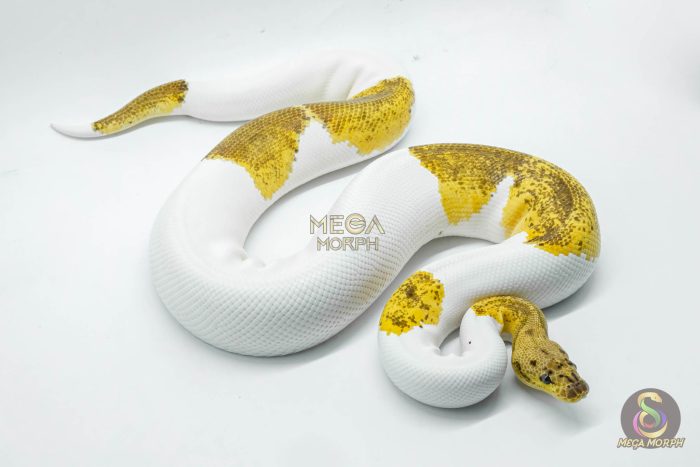 5148 1.0 CLOWN PIEBALD PASTEL - Image 2