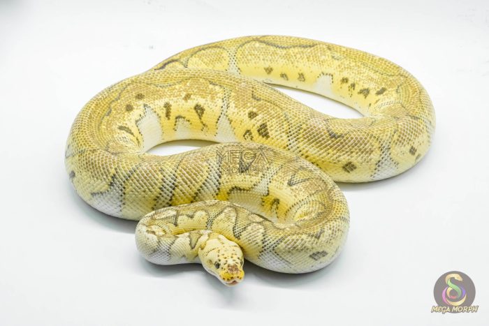 5150 0.1 CLOWN SUPER PASTEL - Image 2