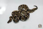 5151 0.1 DOUBLE HET CLOWN PIEBALD