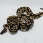 5151 0.1 DOUBLE HET CLOWN PIEBALD