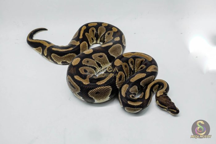5151 0.1 DOUBLE HET CLOWN PIEBALD - Image 2
