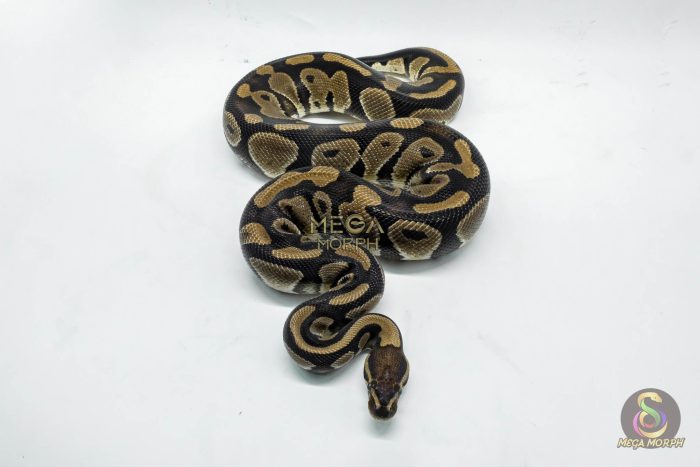 5151 0.1 DOUBLE HET CLOWN PIEBALD - Image 3