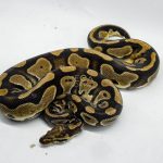 5152 0.1 DOUBLE HET CLOWN PIEBALD