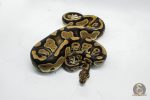 5152 0.1 DOUBLE HET CLOWN PIEBALD - Image 2