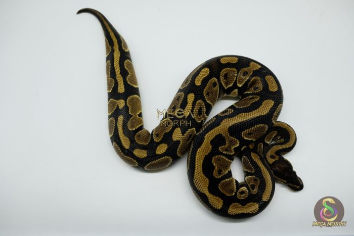 5153 0.1 DOUBLE HET CLOWN PIEBALD - Image 2