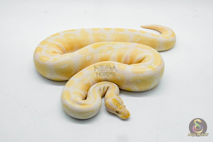 5157 1.0 LAVENDER - Image 2