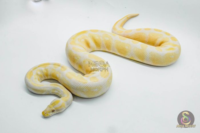 5157 1.0 LAVENDER - Image 3