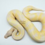 5158 1.0 LAVENDER BANANA