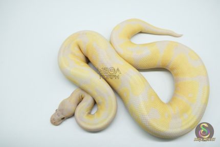 5158 1.0 LAVENDER BANANA