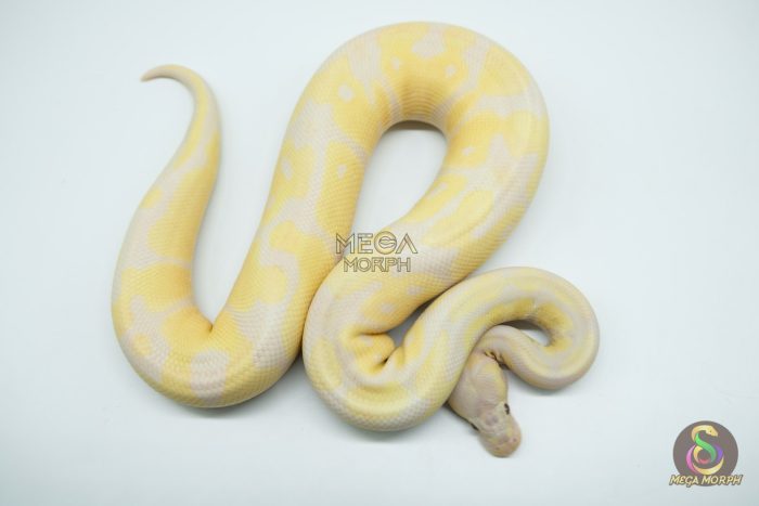 5158 1.0 LAVENDER BANANA - Image 2