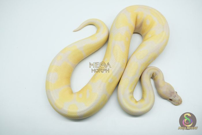 5158 1.0 LAVENDER BANANA - Image 3