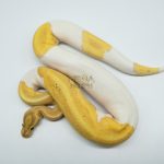 5163 0.1 PIEBALD BANANA HET CLOWN