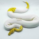 5164 1.0 PIEBALD BANANA HET CLOWN