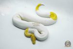 5164 1.0 PIEBALD BANANA HET CLOWN - Image 2