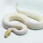 5165 1.0 PIEBALD BANANA MOJAVE POSSIBLE PASTEL